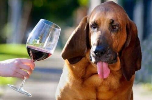 В Новый год собаки не любят только одно – запах алкоголя!