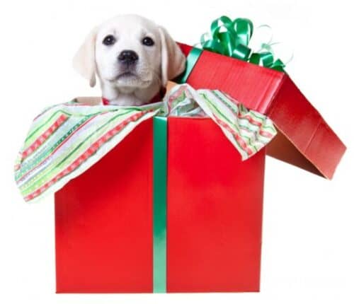 Подберите подарок для собаки по гороскопу
